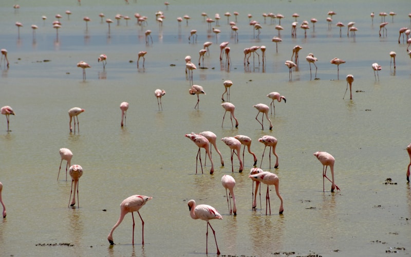 Flamingos in the Cienaga Grande wetland