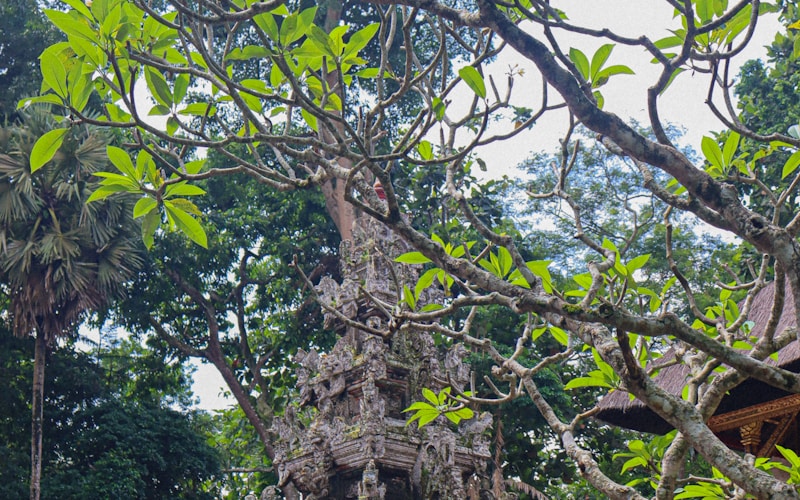 Ancient ruins of Ciudad Perdida in the jungle