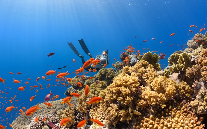 Snorkeling over coral reef in Taganga