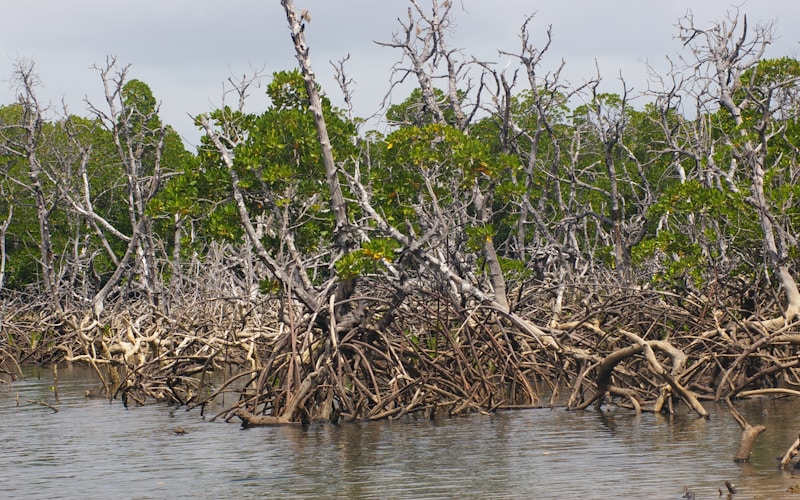 Cienaga Grande wetland and mangroves